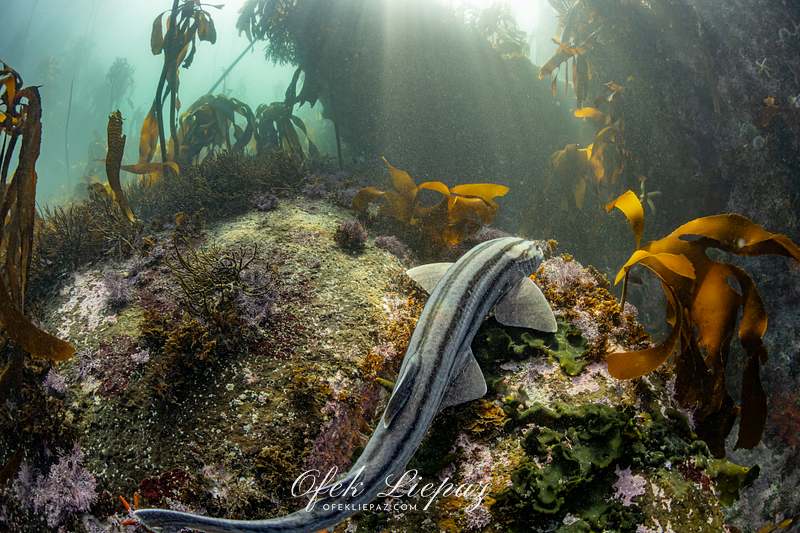 REEFSCAPES