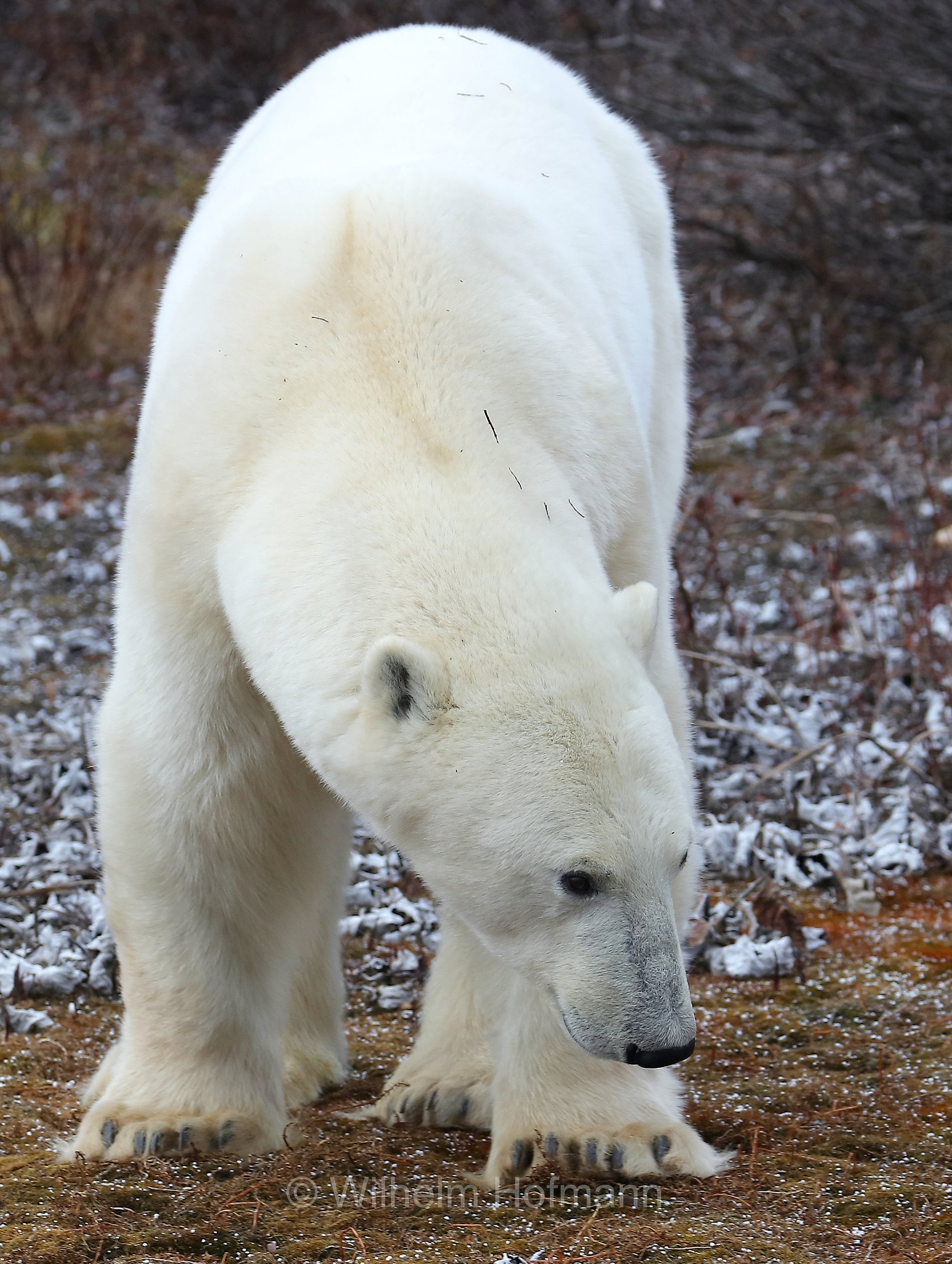 Ursus maritimus, polar bear, Eisbär, Polarbär, orso polare, orso bianco, Polar Bear Reserve, Churchill, Manitoba, Canada, Kanada