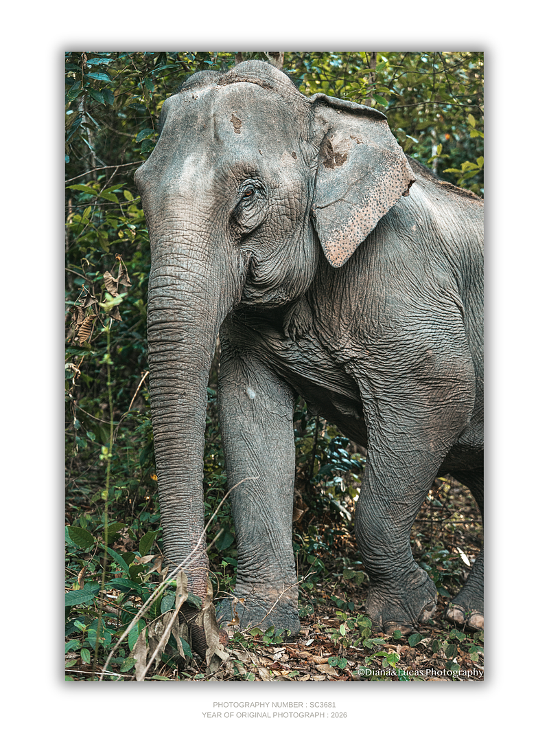 COLLECTION - GIANTS OF THE LAND VERTICAL - "Eye Contact" - LIMITED EDITION 10 of 10