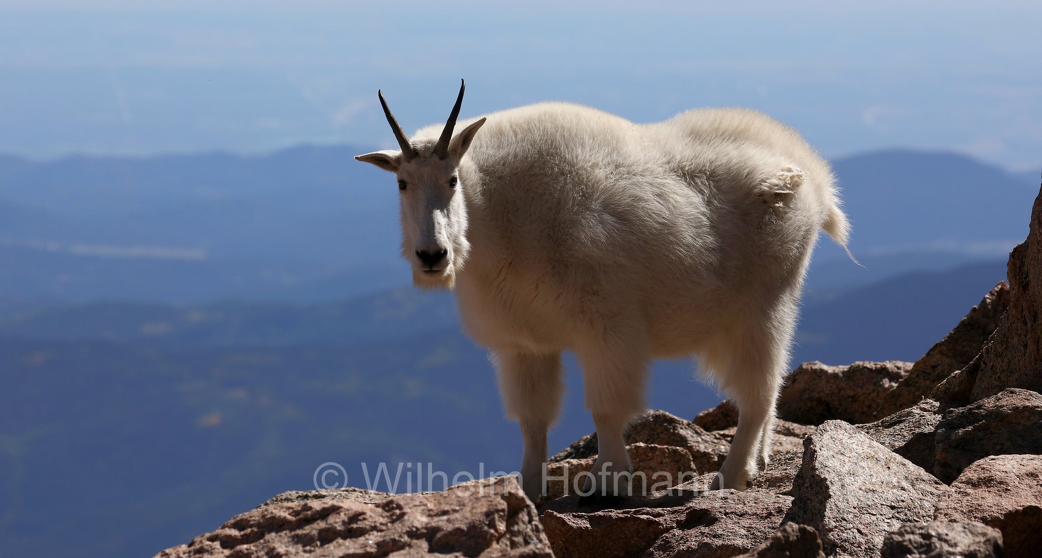 Oreamnos americanus, mountain goat, Rocky Mountain goat, Schneeziege, Bergziege, capra delle nevi, aplocero, Mount Blue Sky, Colorado, USA