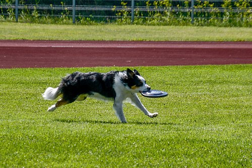 koerte frisbi voistlus 2026