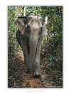 COLLECTION - GIANTS OF THE LAND VERTICAL - "The Only Direction" - LIMITED EDITION 5 of 5
