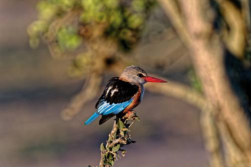 Oiseaux du Kenya