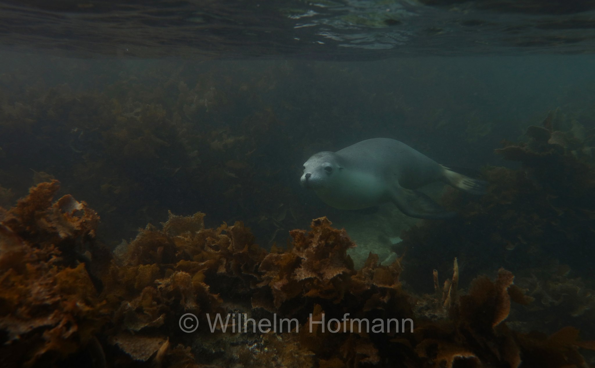 Australian sea lion, Australian sea-lion, Australian sealion, Australischer Seelöwe, leone marino australiano, Neophoca cinerea, Memory Cove, Lincoln National Park, Lincoln-Nationalpark, parco nazionale Lincoln, Eyre Peninsula, Eyre-Halbinsel, Penisola di Eyre, South Australia, Südaustralien, Australia Meridionale, Australia, Australien