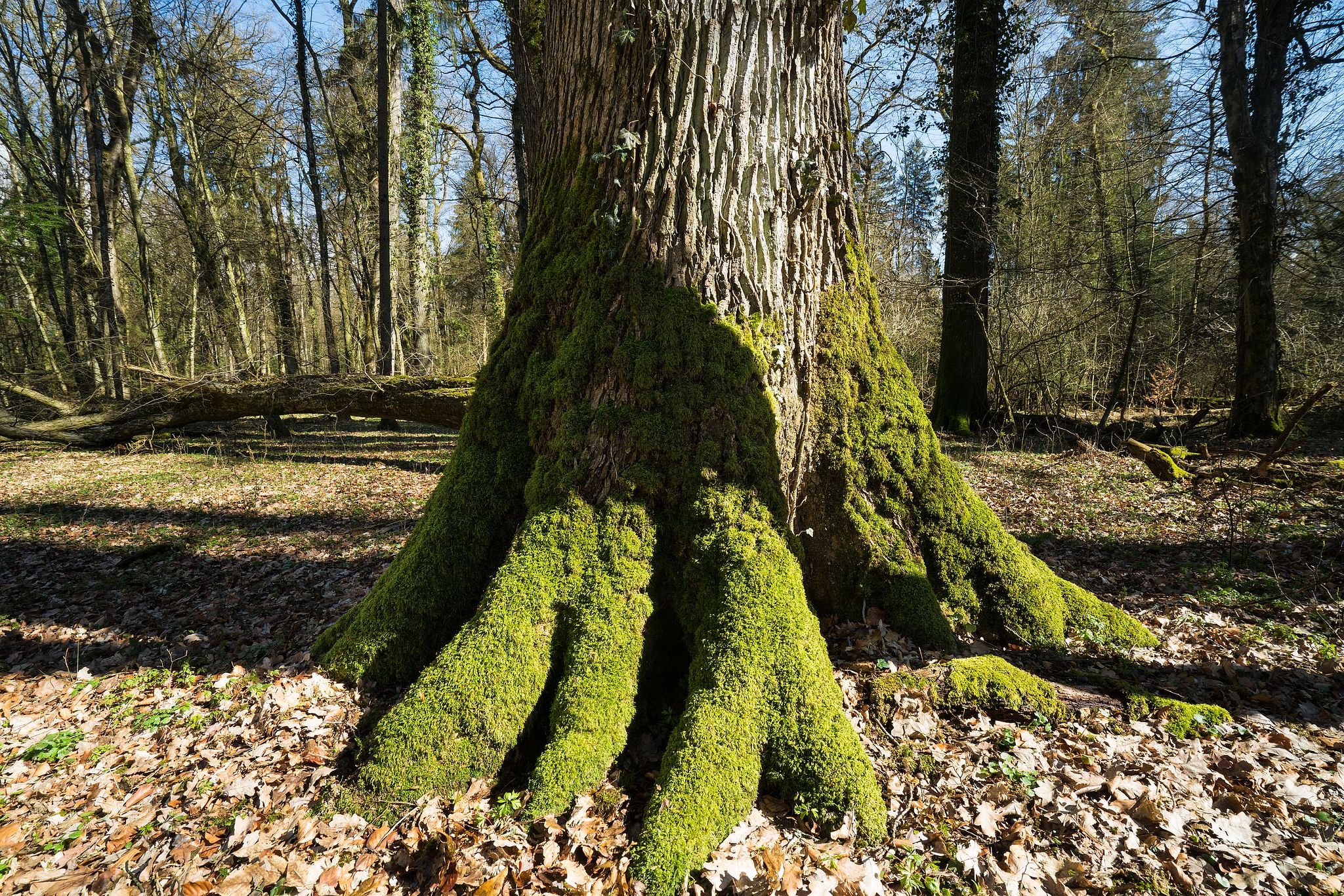 Waldreservat "Eichholz"
