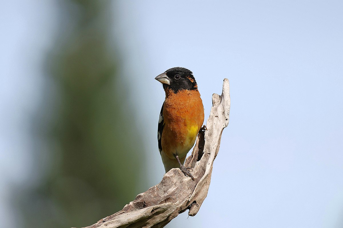 Black-headed Grosbeak