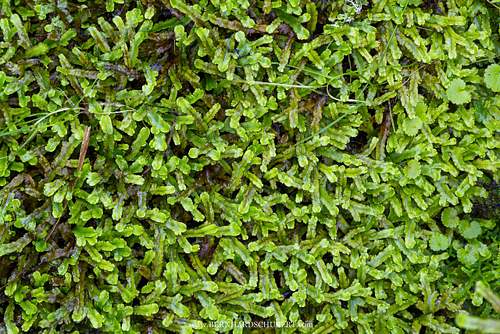 Conocephalum conicum - Kegelkopfmoos