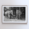 COLLECTION - GIANTS OF THE LAND HORIZONTAL - "Connection" - LIMITED EDITION 9 of 10