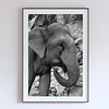 COLLECTION - GIANTS OF THE LAND VERTICAL - "Beauty" - LIMITED EDITION 10 of 10