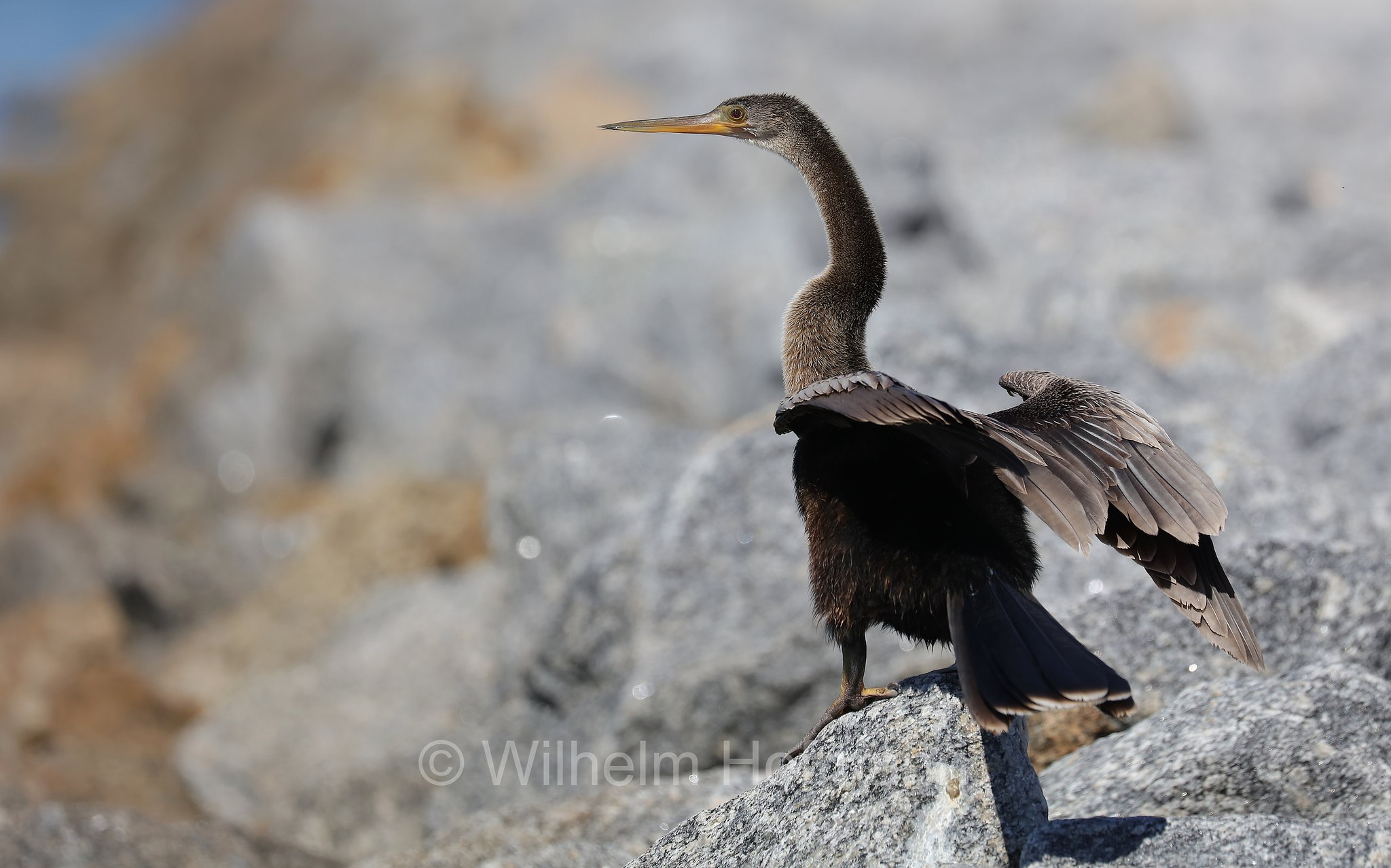 Anhinga anhinga, anhinga, darter, American darter, snakebird, water turkey, Amerika-Schlangenhalsvogel, Amerikanischer Schlangenhalsvogel, aninga comune, aninga americana, uccello serpente, Skyway Fishing Pier, Sunshine Skyway Bridge, Florida, USA
