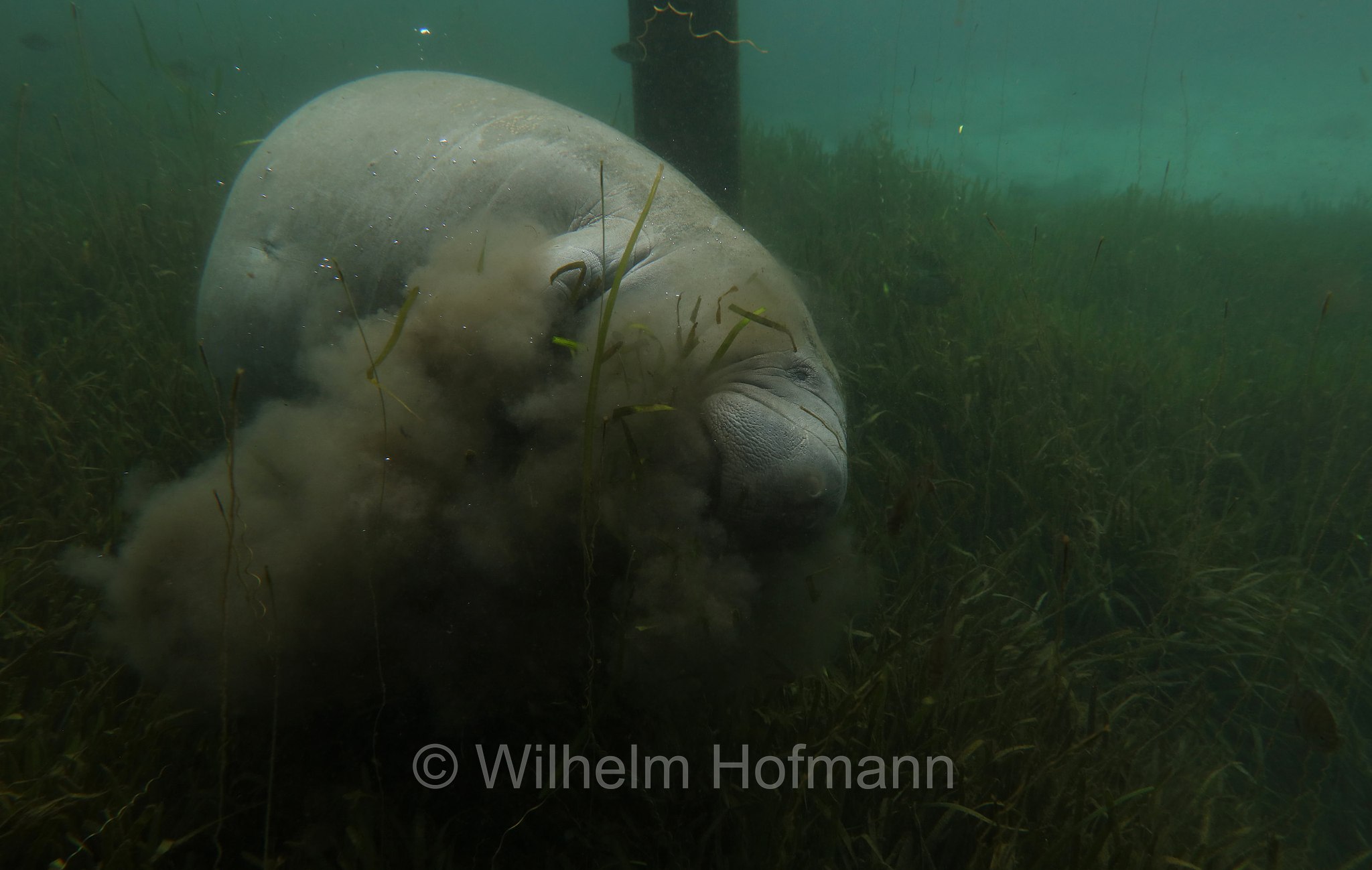 Trichechus manatus latirostris, Florida manatee, Florida-Seekuh, Florida-Manati, lamantino della Florida, manato della Florida, Crystal River, Kings Bay Park, Florida, USA