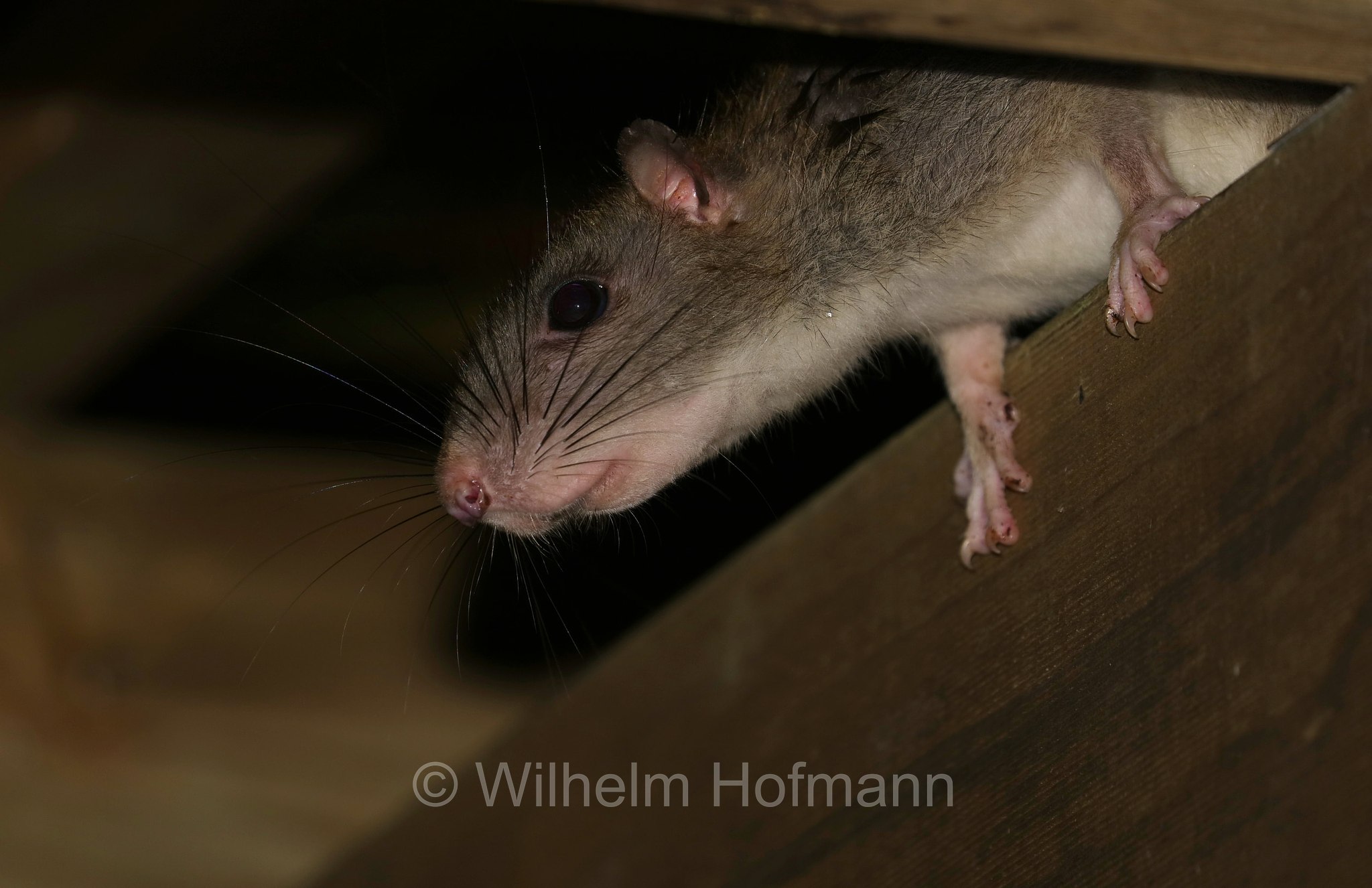 Uromys hadrourus, masked white-tailed rat, Queensland-Riesenratte, Crater Lakes National Park, Crater-Lakes-Nationalpark, Queensland, Australia, Australien