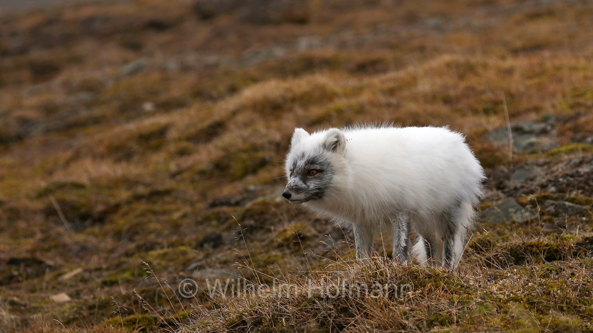 Vulpes lagopus, Alopex lagopus, Arctic fox, white fox, polar fox, snow fox, Polarfuchs, Schneefuchs, Eisfuchs, volpe artica, Björndalen Valley, Svalbard, Spitzbergen, Norway, Norwegen, Norvegia