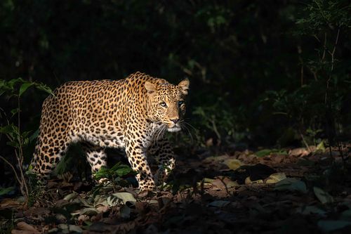 Rajaji National Park