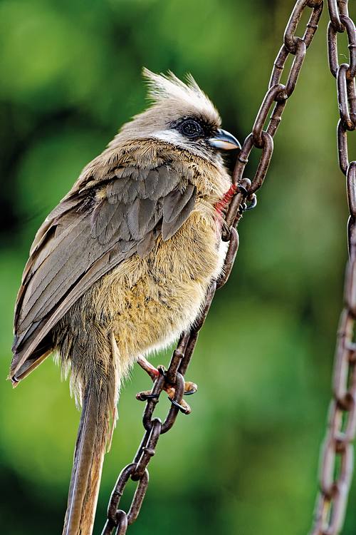 Oiseaux du Kenya