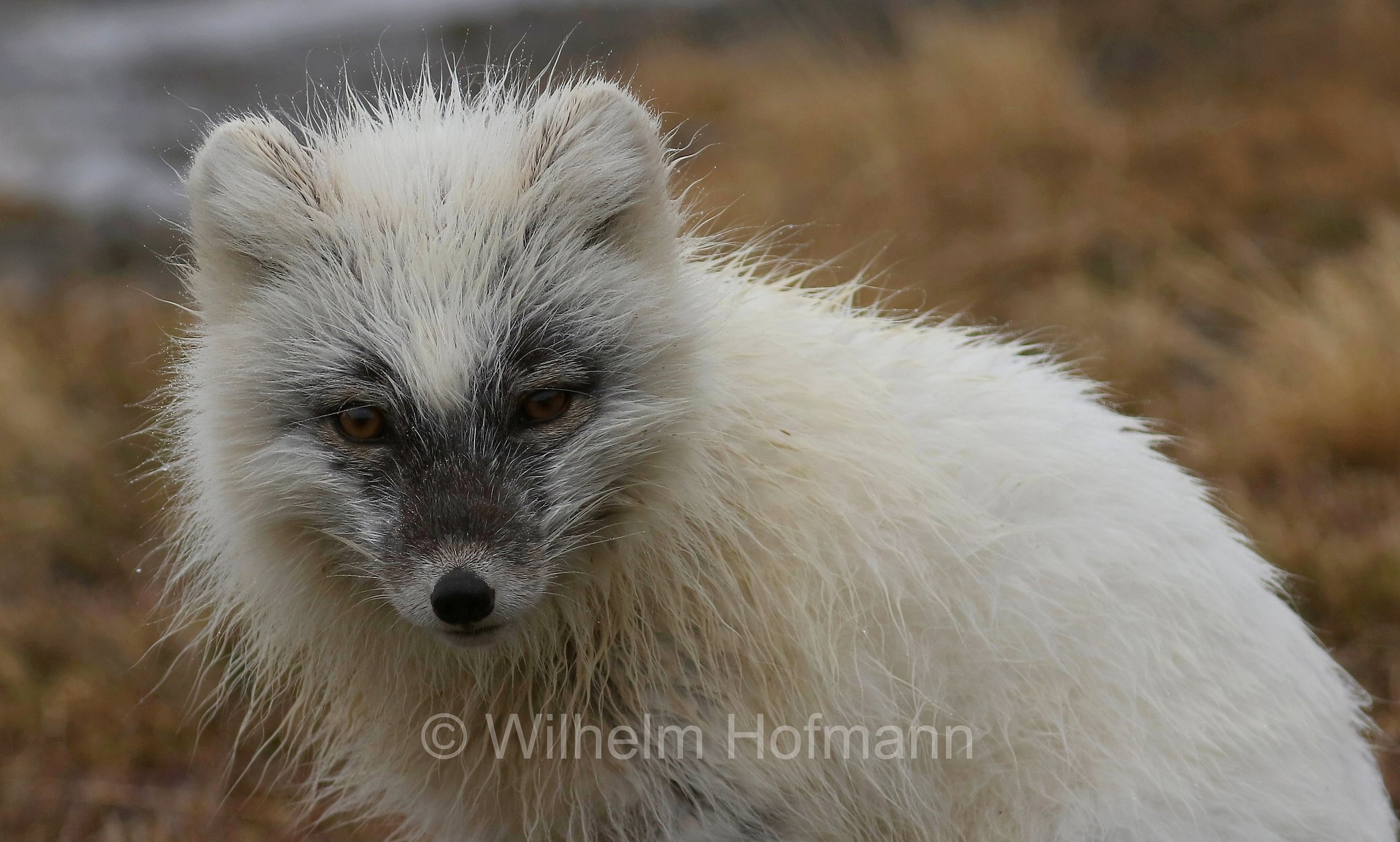 Vulpes lagopus, Alopex lagopus, Arctic fox, white fox, polar fox, snow fox, Polarfuchs, Schneefuchs, Eisfuchs, volpe artica, Björndalen Valley, Svalbard, Spitzbergen, Norway, Norwegen, Norvegia