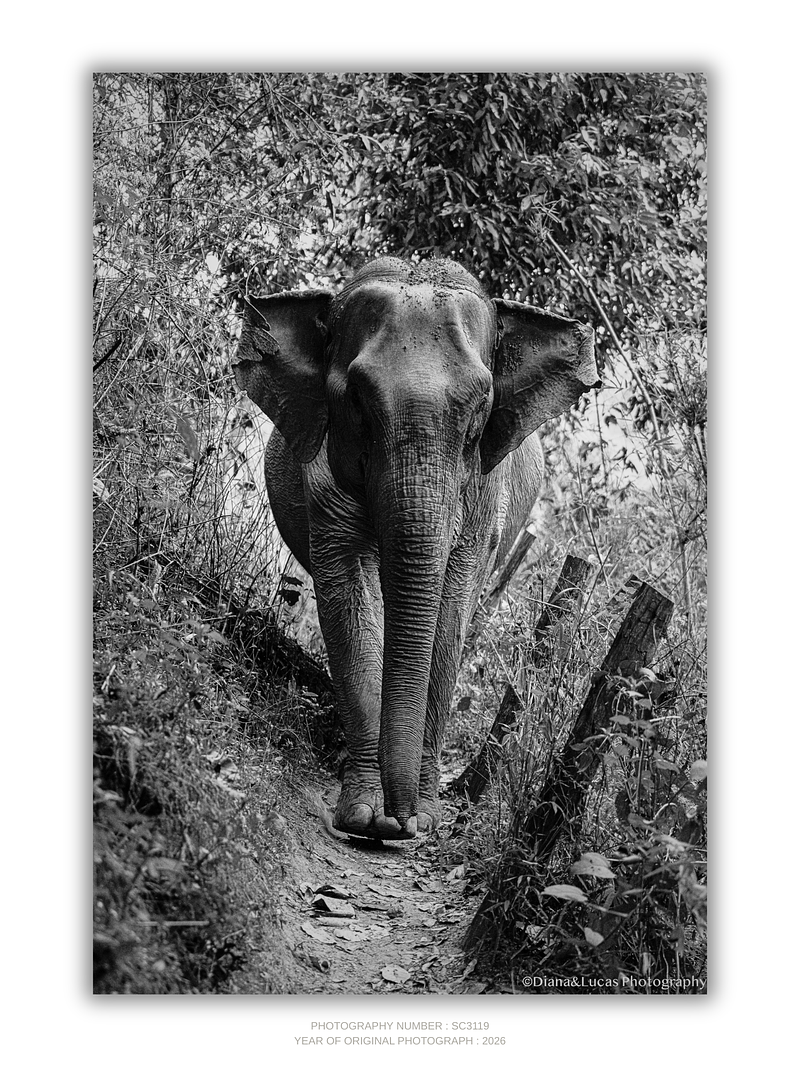 COLLECTION - GIANTS OF THE LAND VERTICAL - "The Thin Track" - LIMITED EDITON 5 of 5