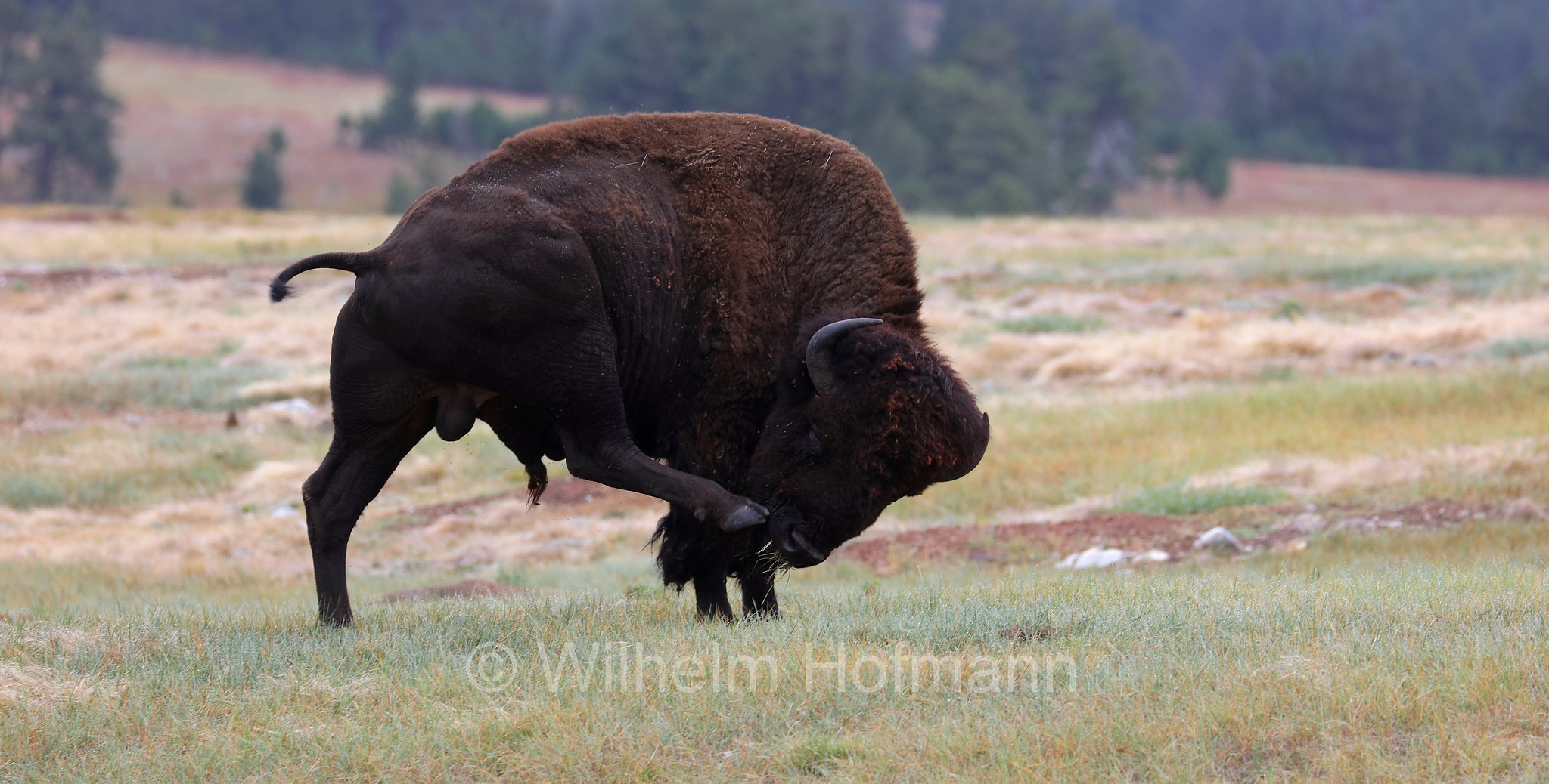 Plains bison, Präriebison, bisonte delle pianure, Bison bison bison, Wind Cave National Park, Wind-Cave-Nationalpark, Parco nazionale di Wind Cave, South Dakota, Dakota del Sud, USA