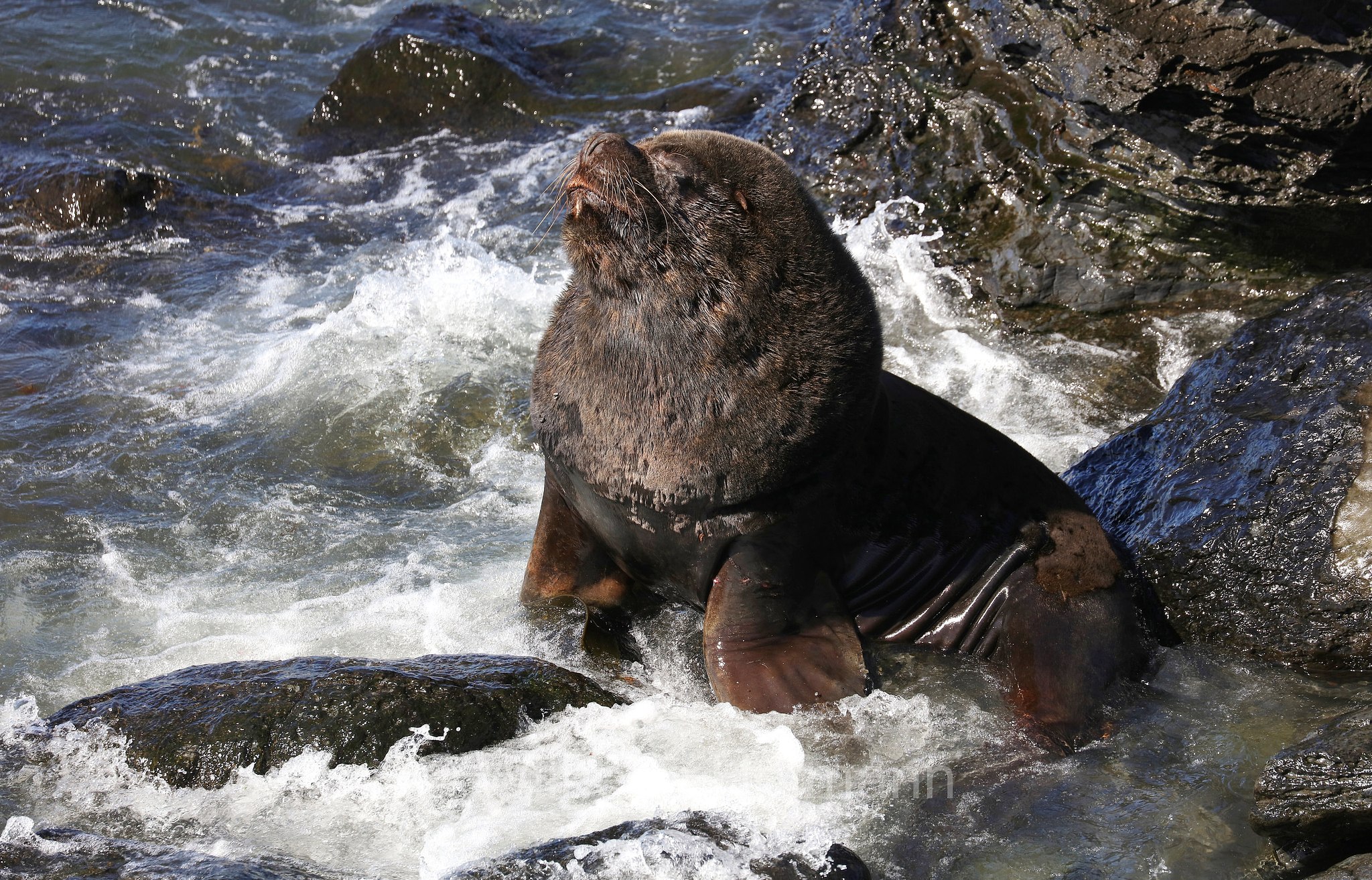 South American sea lion, southern sea lion, Patagonian sea lion, Mähnenrobbe, Patagonischer Seelöwe, Südamerikanischer Seelöwe, leone marino sudamericano, leone marino meridionale, Otaria flavescens, ﻿Südlicher See-Elefant, elefante marino meridionale, Mirounga leonina, Sealion Island, Sea Lion Island, Isla de los Leones Marinos, Falkland Islands, Falklandinseln, Isole Falkland