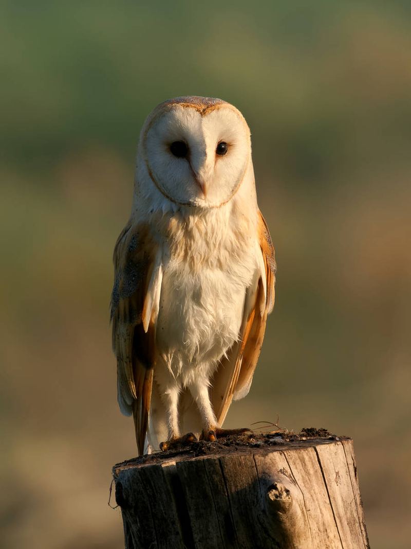 Barn Owl