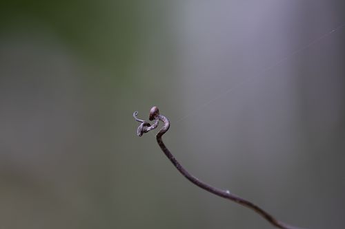 MACRO PHOTOGRAPHY