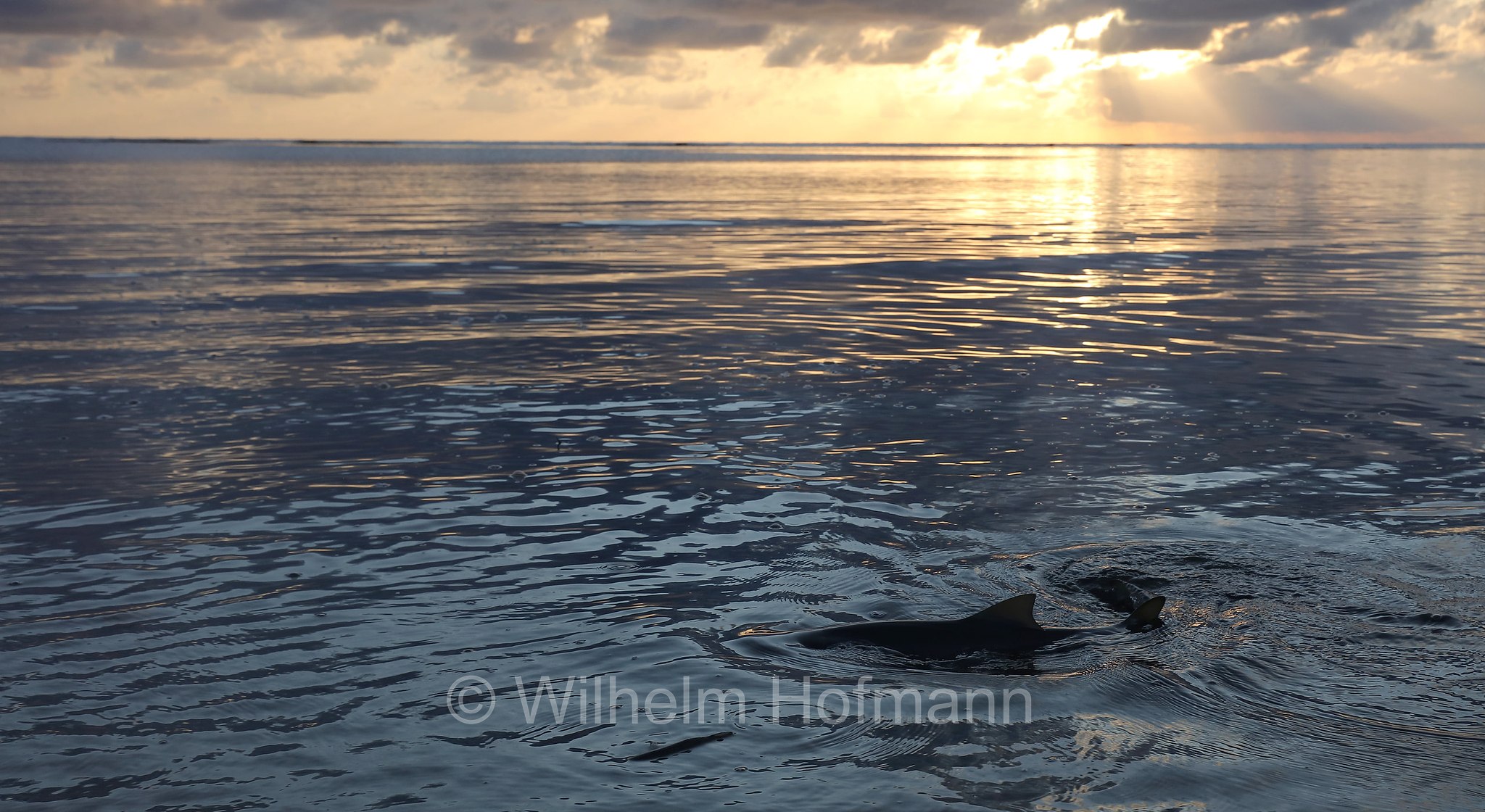 Carcharhinus amblyrhynchos, grey reef shark, gray reef shark, Grauer Riffhai, squalo grigio del reef, Queensland, Australia, Australien