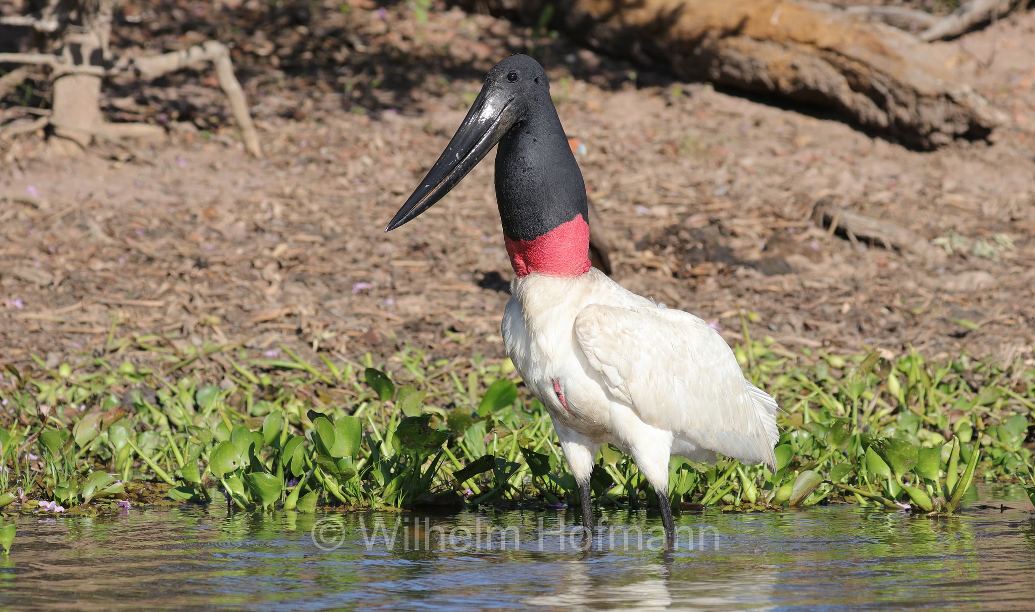 jabiru, jaburu, tuiuiú, tuim-de-papo vermelho, cauauá, Jabiru mycteria, Pantanal, Mato Grosso, Brazil, Brasil, Brasile, Brasilien, Rio Sararé