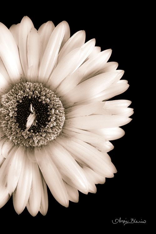 Bloom Light - Cam