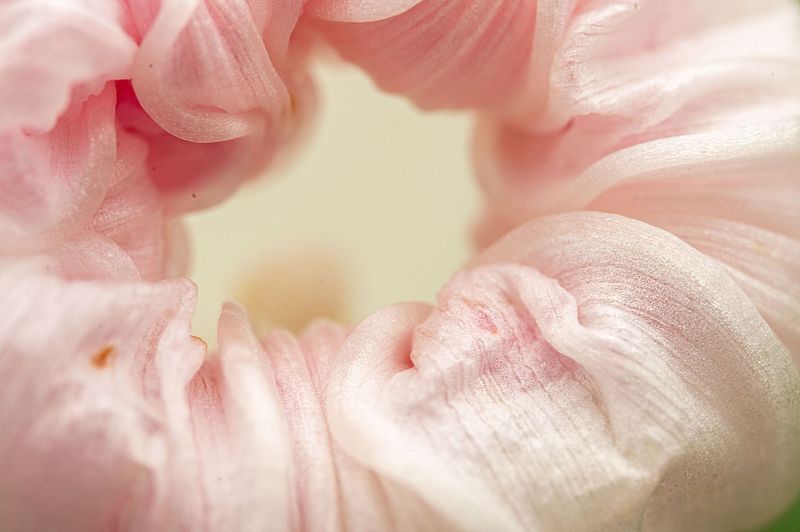 Pretty Flowers