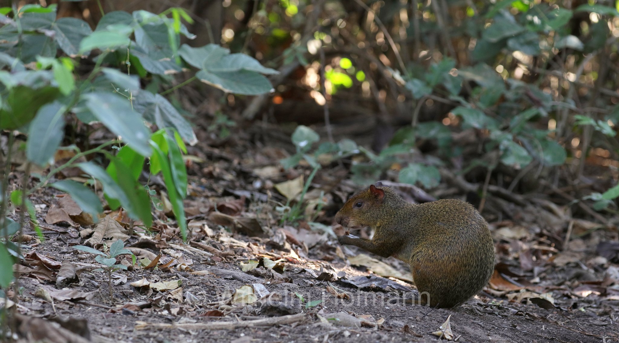 Azara's agouti, Azara-Aguti, aguti di Azara, Dasyprocta azarae, Pantanal, Mato Grosso, Brazil, Brasil, Brasile, Brasilien