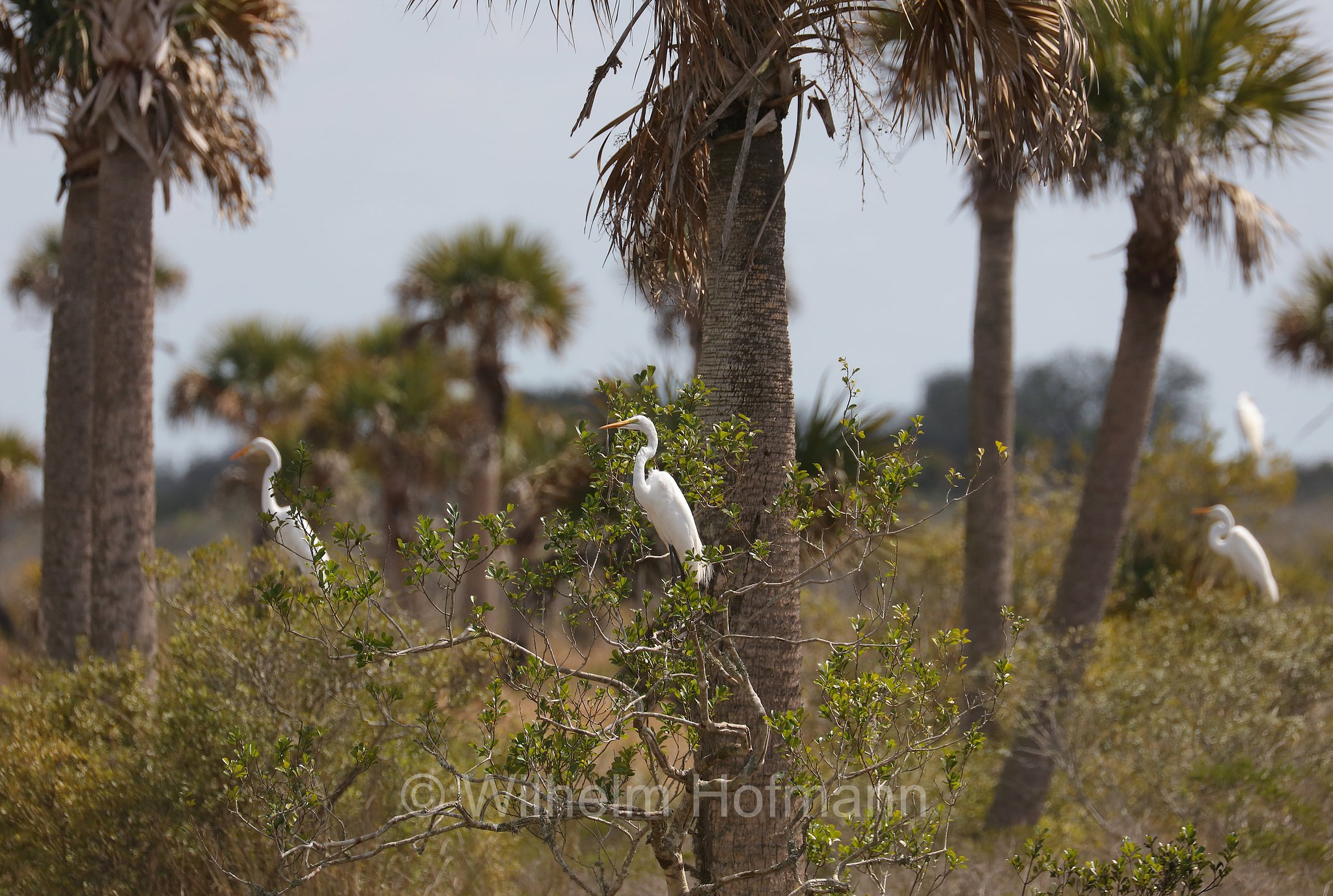 Ardea alba egretta, great egret, common egret, large egret, great white egret, great white heron, Silberreiher, airone bianco maggiore, Sevenmile Slough, Double Trailhead, Kissimmee Prairie Preserve State Park, Florida, USA