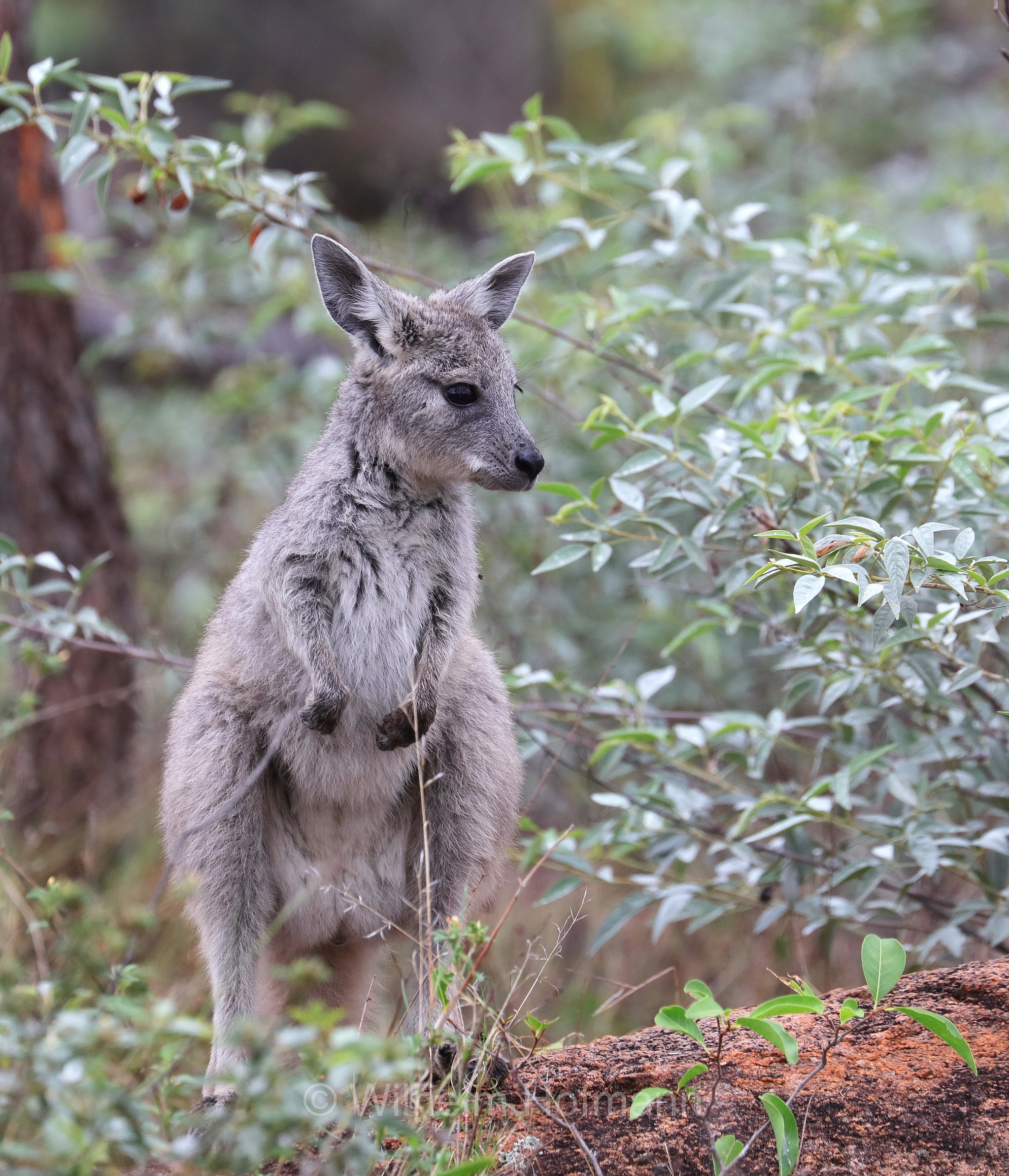 Macropus giganteus, eastern grey kangaroo, gigantic large-foot, great grey kangaroo, forester kangaroo, Östliches Graues Riesenkänguru, canguro grigio orientale, Bluff Walk, Undara Volcanic National Park, Undara-Volcanic-Nationalpark, parco nazionale Undara Volcanic, Queensland, Australia, Australien