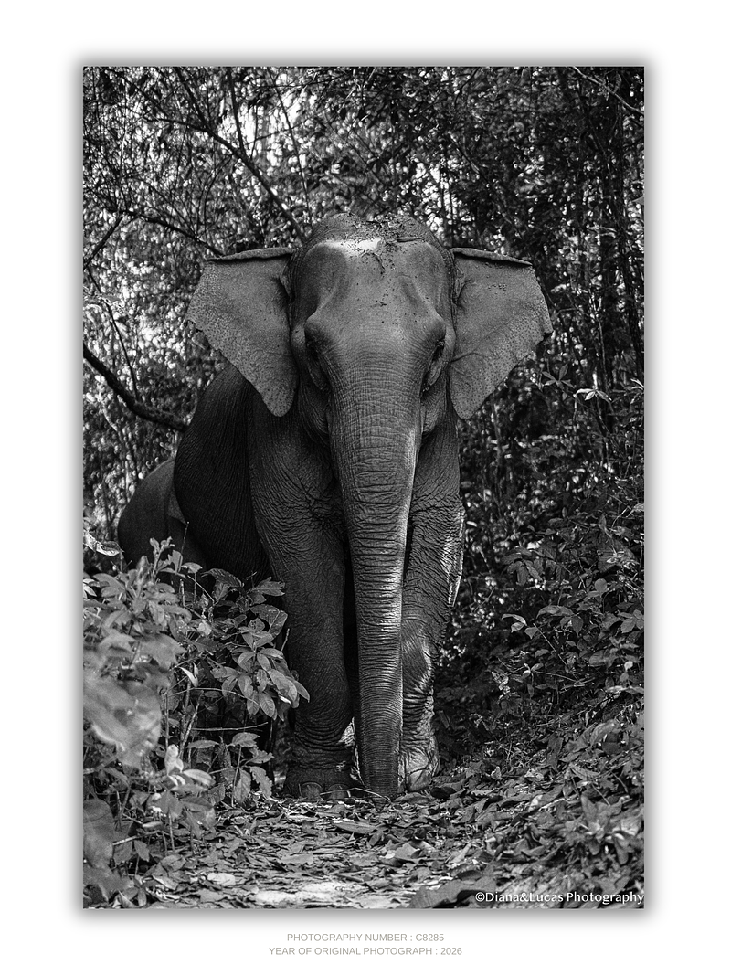 COLLECTION - GIANTS OF THE LAND VERTICAL - "Monumental" - LIMITED EDITION 10 of 10