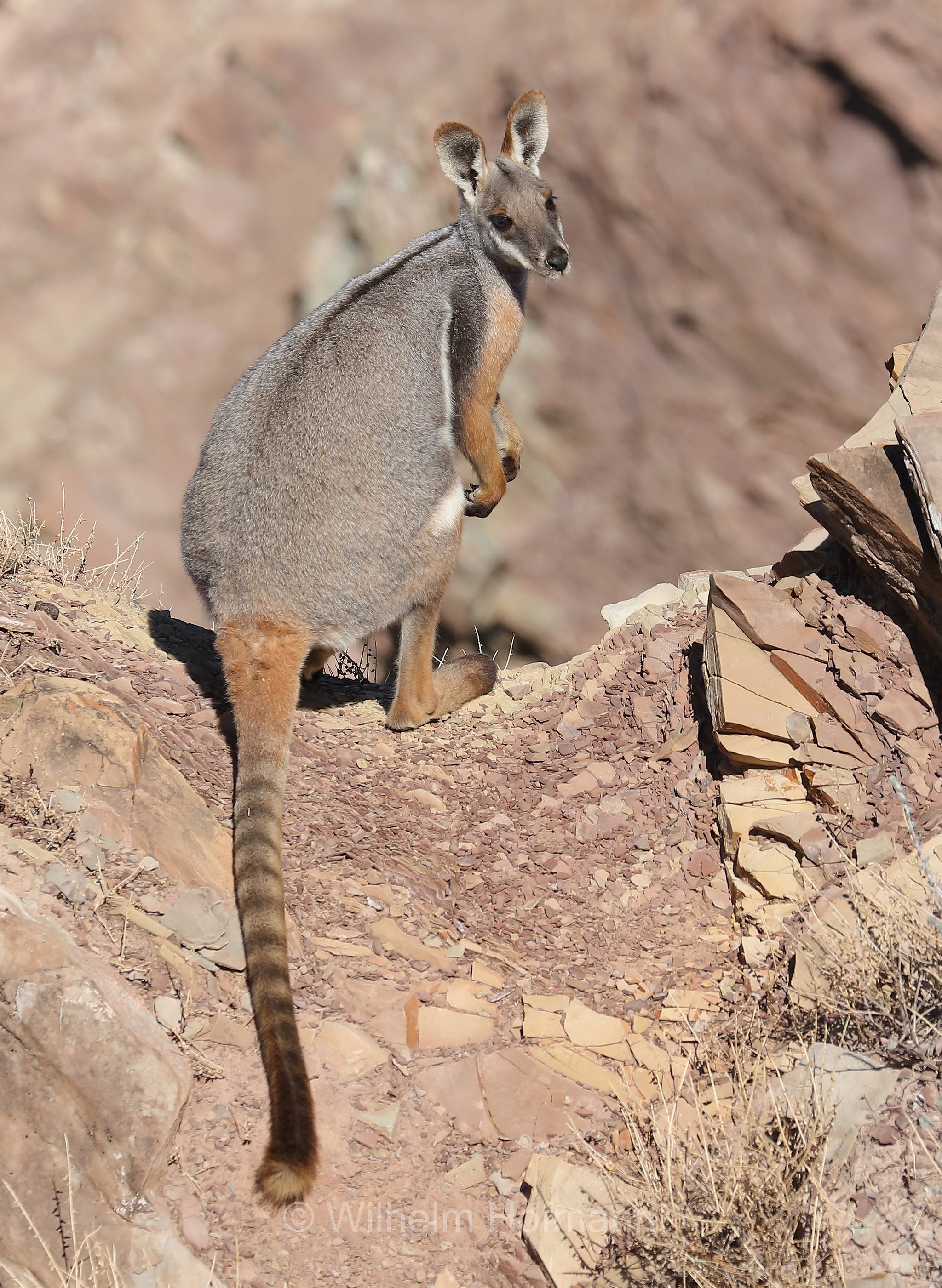 yellow-footed rock-wallaby, ring-tailed rock-wallaby, Gelbfuß-Felskänguru, wallaby delle rocce dai piedi gialli, Petrogale xanthopus, Brachina Gorge, Ikara–Flinders Ranges National Park, Ikara-Flinderskette-Nationalpark, parco nazionale Monti Flinders, South Australia, Südaustralien, Australia Meridionale, Australia, Australien