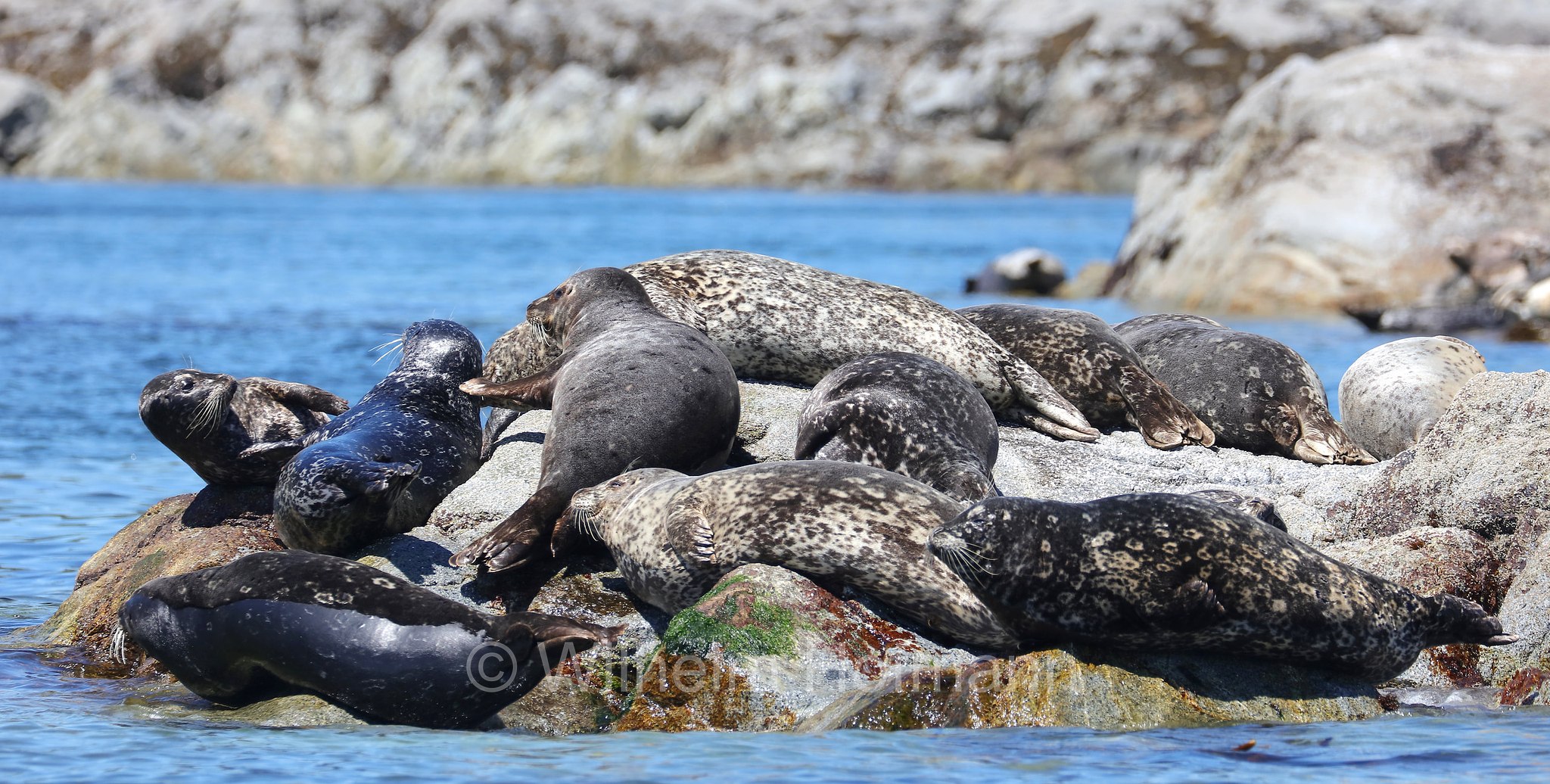 Phoca vitulina, harbor seal, harbour seal, common seal, Seehund, foca comune, Discovery Passage, Discovery-Passage, British Columbia, Columbia Britannica, Canada, Kanada