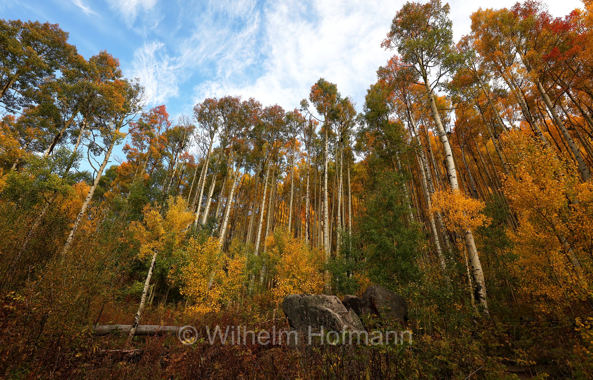 Yellow Aspen, Maroon Bells, Colorado, USA