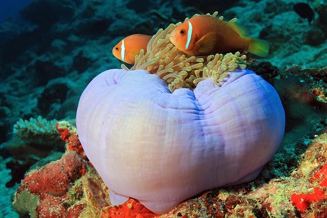 Fotografen van dieren in het water