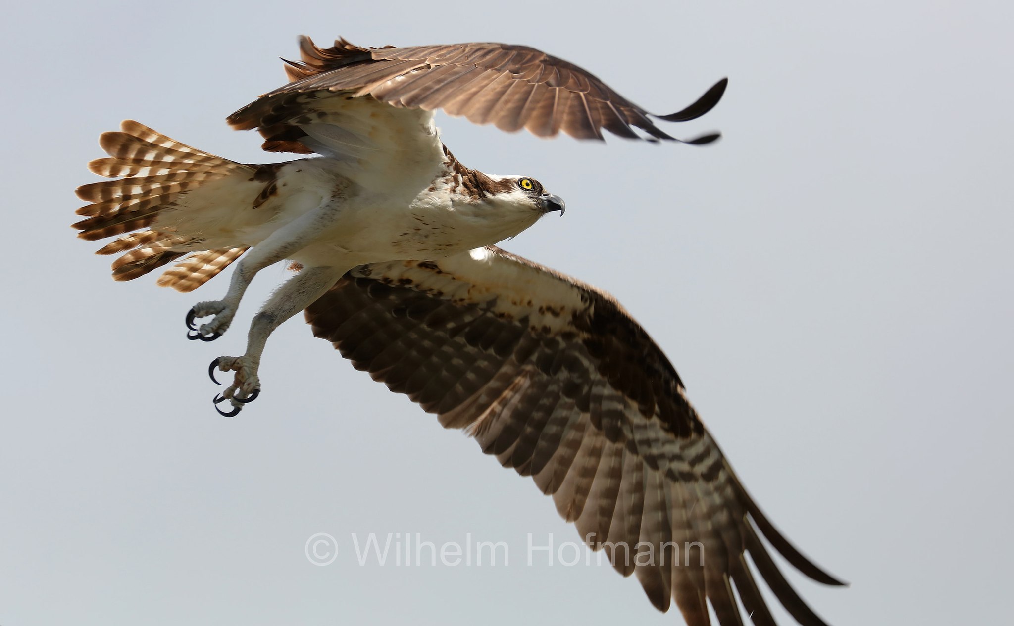 Pandion haliaetus carolinensis, American osprey, North American osprey, Carolina-Fischadler, falco pescatore, Lovers Key State Park, Florida, USA