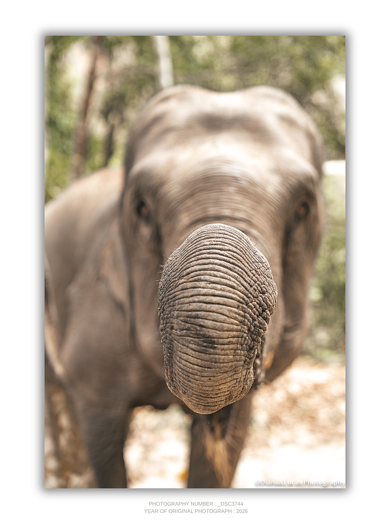 COLLECTION - GIANTS OF THE LAND VERTICAL -  "Trunk On" - LIMITED EDITION 10 of 10
