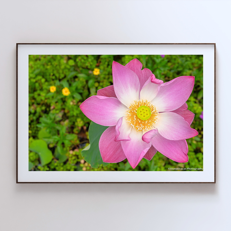 THE ONE - WILDLIFE & NATURE - "Lotus Crown" - LIMITED EDITION 5 of 5