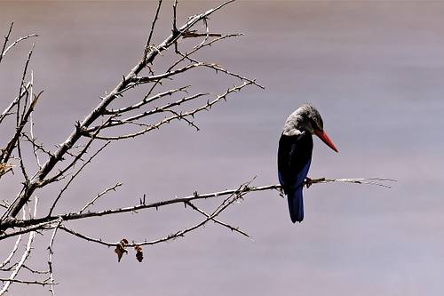 Oiseaux du Kenya
