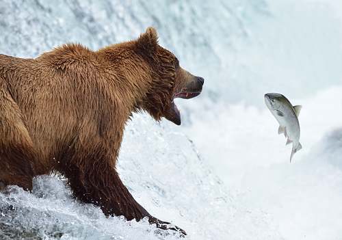 Best place for bear photography workshop & tour in the US.  Located in Katmai National Park, Brooks Camp, Brooks Falls, & Kodiak, Alaska, United States.