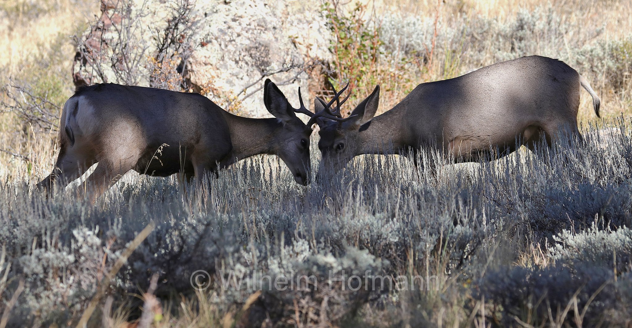 Odocoileus hemionus hemionus, Rocky Mountain Mule Deer, Rocky-Mountain-Maultierhirsch, cervo mulo delle Rocciose, ﻿﻿Beaver Meadows, Rocky Mountain National Park, ﻿Rocky-Mountain-Nationalpark, parco nazionale delle Montagne Rocciose, Colorado, USA
