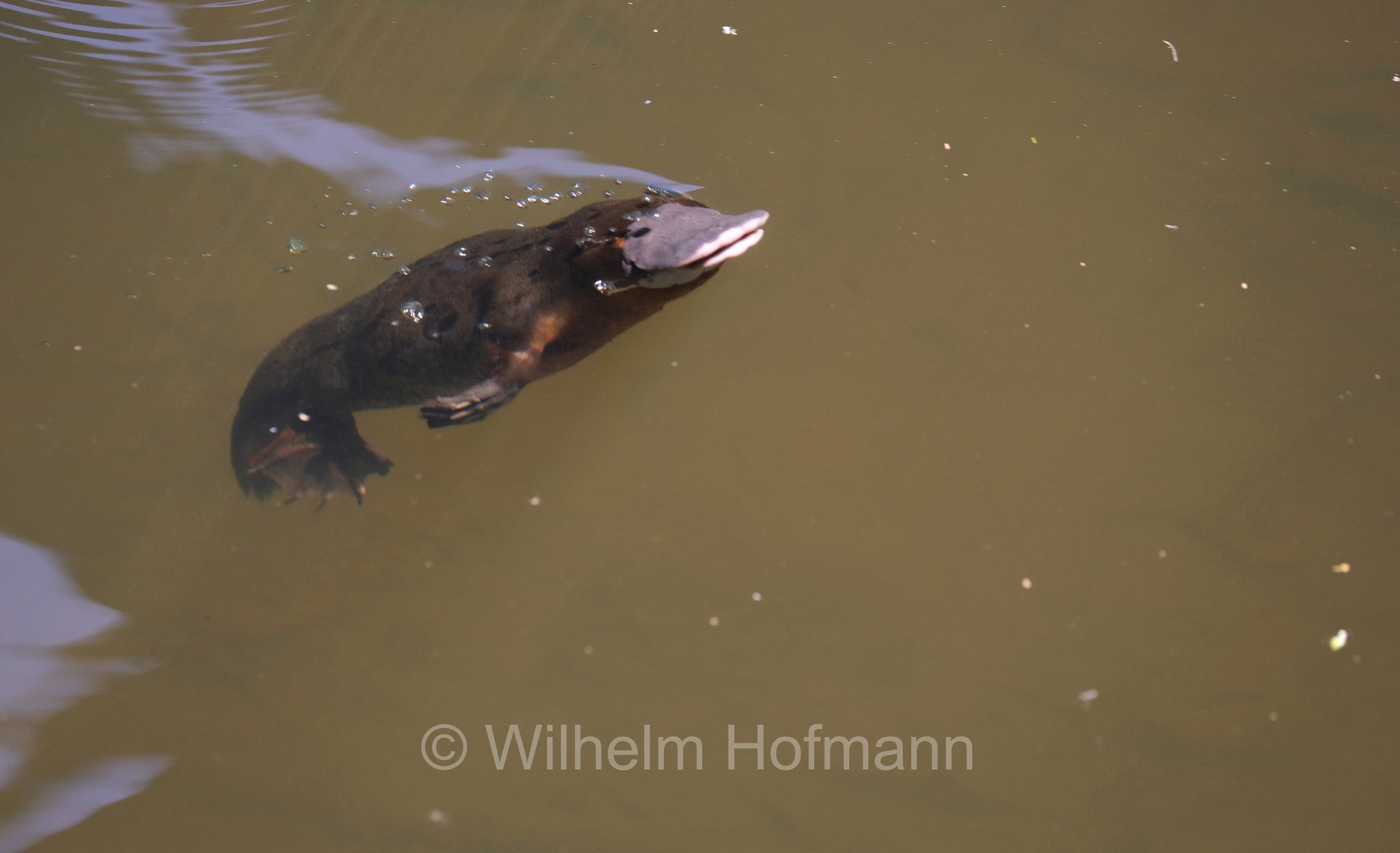 Ornithorhynchus anatinus, platypus, duck-billed platypus, Schnabeltier, ornitorinco, platipo, Broken River, Eungella National Park, Eungella-Nationalpark, Parco nazionale Eungella, Queensland, Australia, Australien