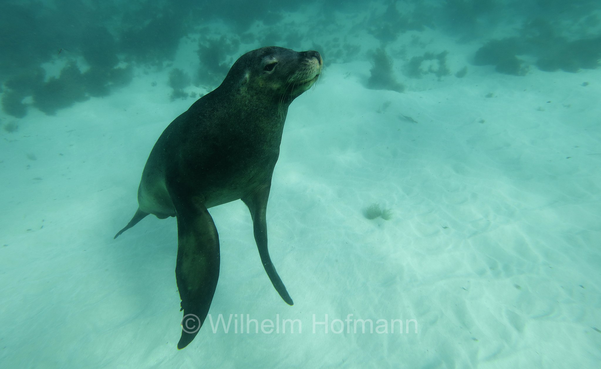 Australian sea lion, Australian sea-lion, Australian sealion, Australischer Seelöwe, leone marino australiano, Neophoca cinerea, Jurien Bay Marine Park, Western Australia, Westaustralien, Australia Occidentale, Australia, Australien