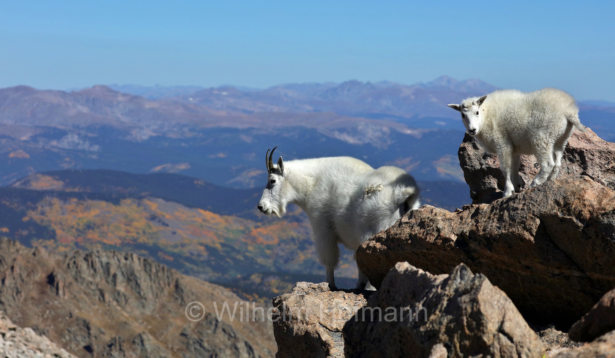 Oreamnos americanus, mountain goat, Rocky Mountain goat, Schneeziege, Bergziege, capra delle nevi, aplocero, Mount Blue Sky, Colorado, USA