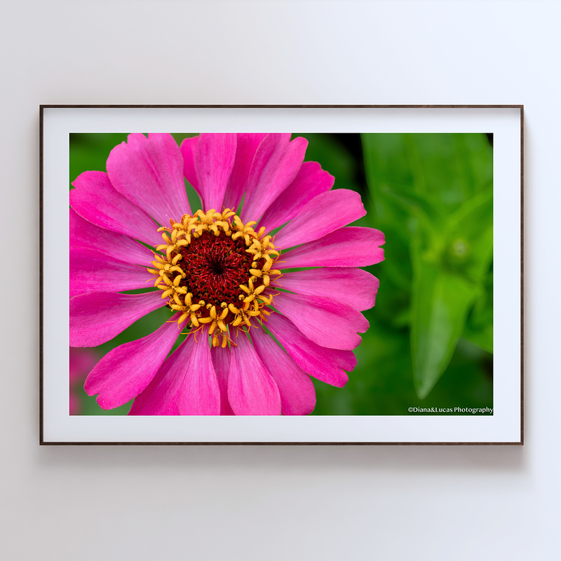 THE ONE - WILDLIFE & NATURE - "Magenta Zinnia" - LIMITED EDITION 3 of 5