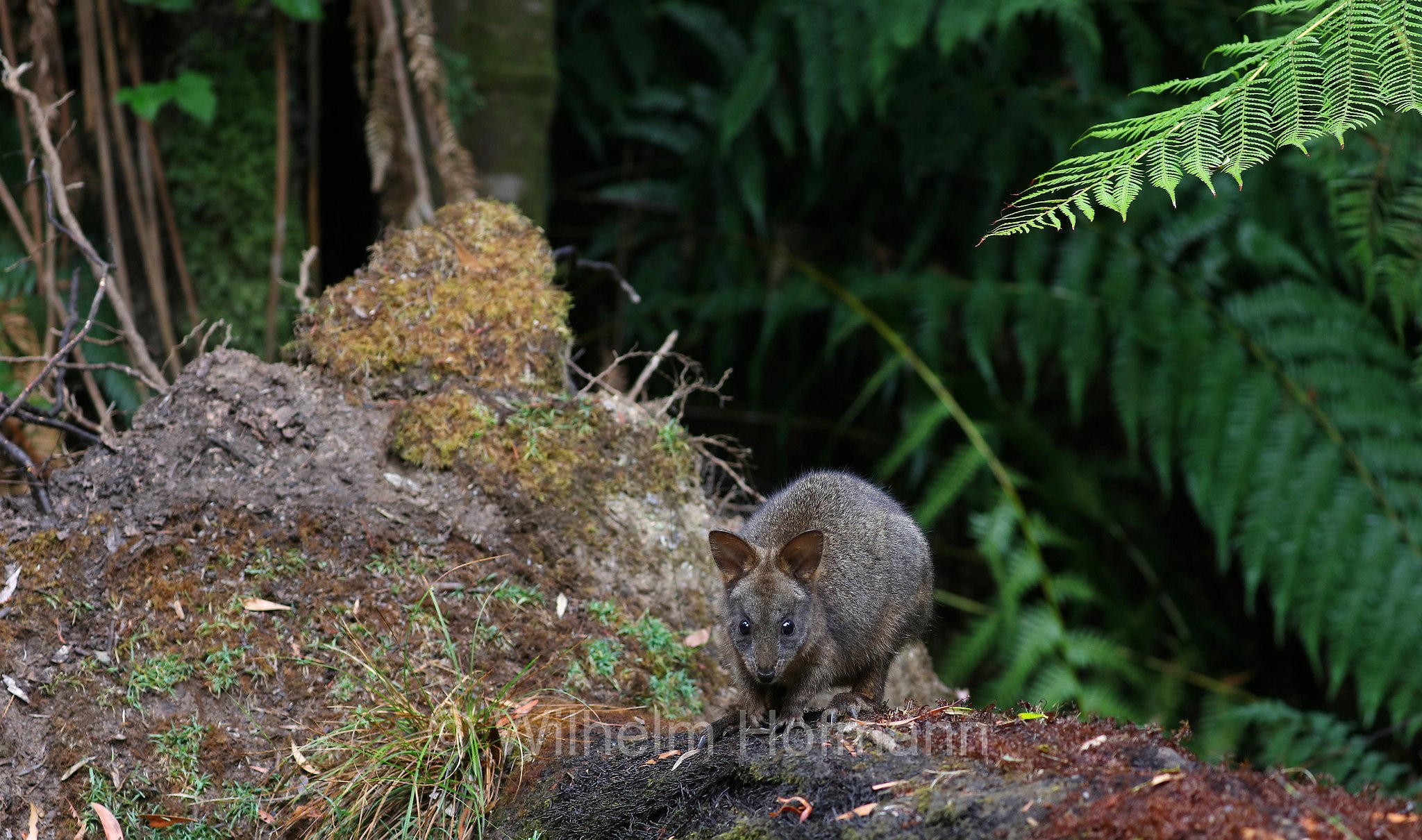 Tasmanian pademelon, rufous-bellied pademelon, red-bellied pademelon, Rotbauchfilander, pademelon della Tasmania, pademelon dal ventre rossiccio, pademelon dal ventre rosso, Thylogale billardierii, Fern Glade Platypus Reserve, Tasmania, Tasmanien, Australia, Australien