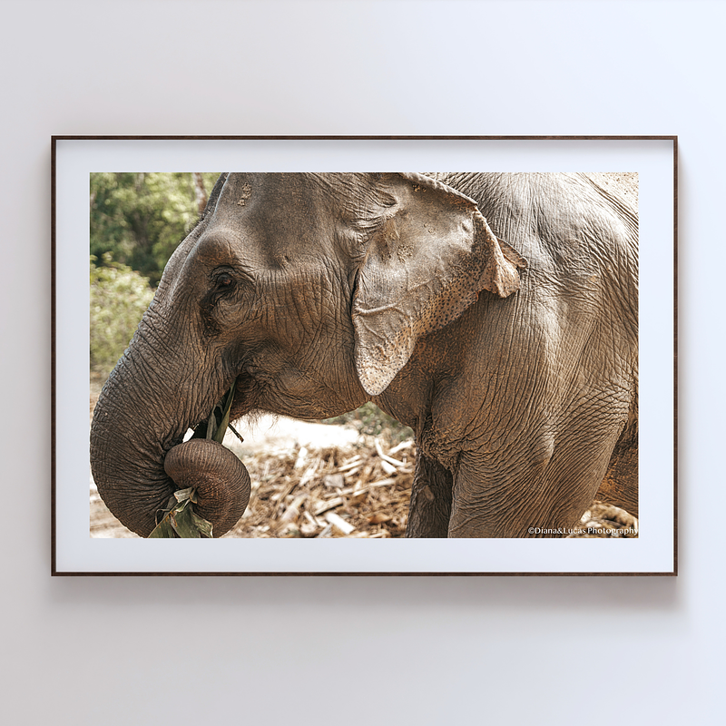 COLLECTION - GIANTS OF THE LAND HORIZONTAL - "Trunk and Leaf" - LIMITED EDITION 10 of 10