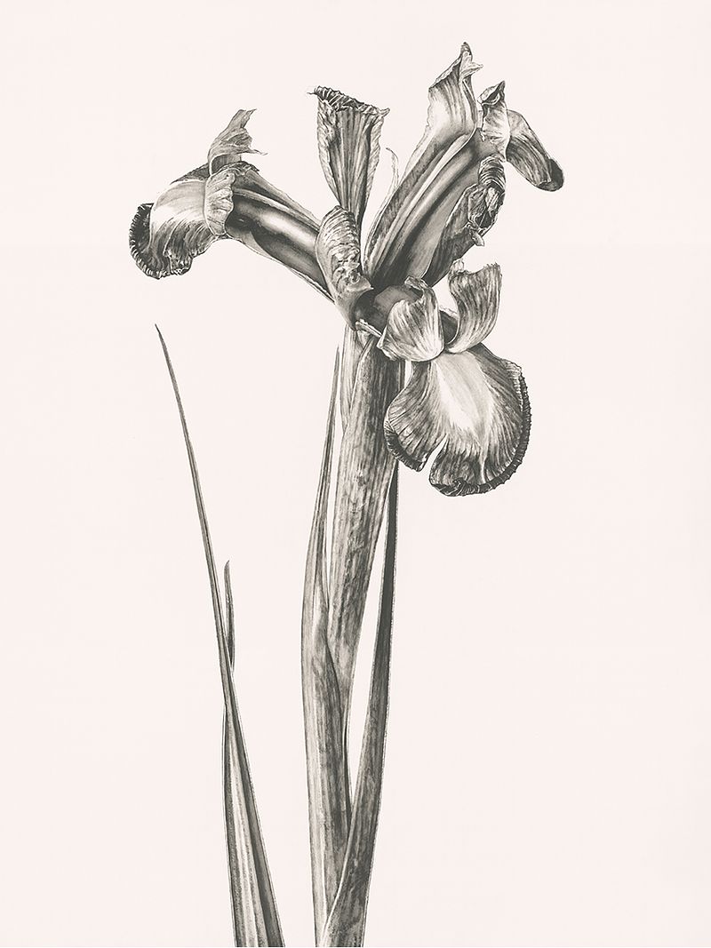 Tirage Giclée Fine Art - VENTE SUR PLACE EXPOSITION